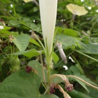 Ipomoea nil (L.) Roth